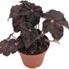 Hollow's Eve Begonia Live Plant – 3.7" Pot – Unique Black Halloween Foliage - Image 1