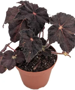 Hollow's Eve Begonia Live Plant – 3.7