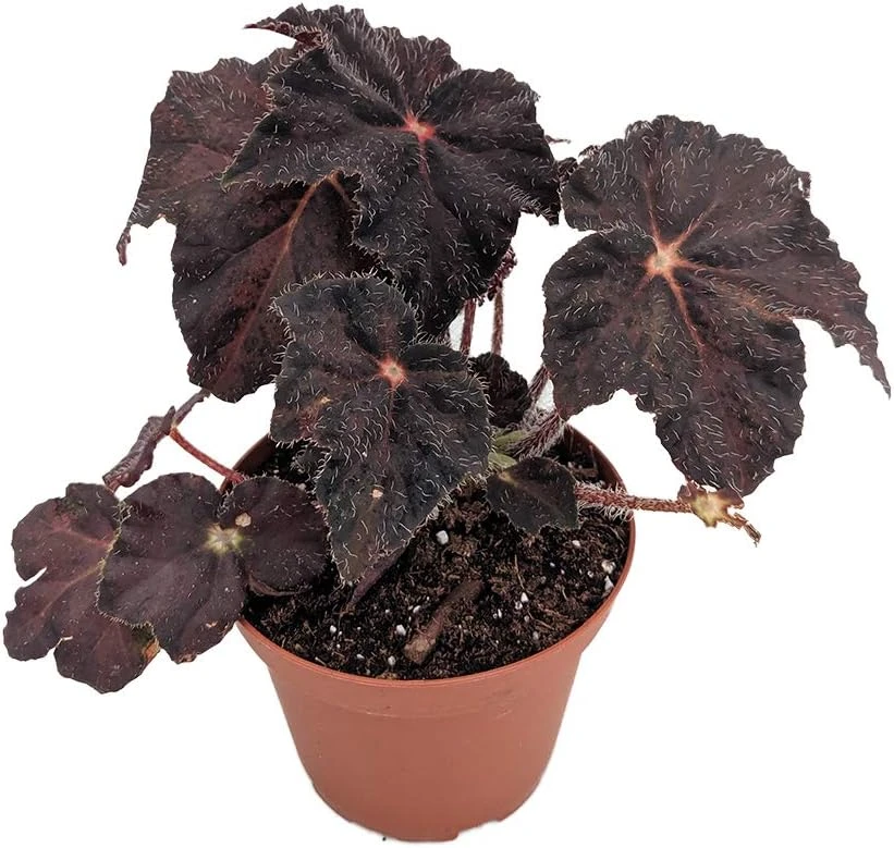 Hollow's Eve Begonia Live Plant – 3.7" Pot – Unique Black Halloween Foliage - Image 1