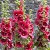 Hollyhock Flower Seeds 30+ Summer Carnival Mix Perennial Outdoor - Image 1