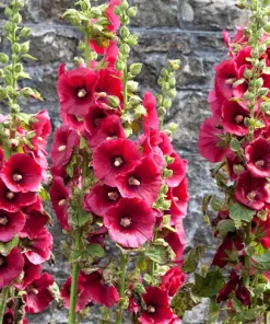 Hollyhock Flower Seeds 30+ Summer Carnival Mix Perennial Outdoor - Image 1