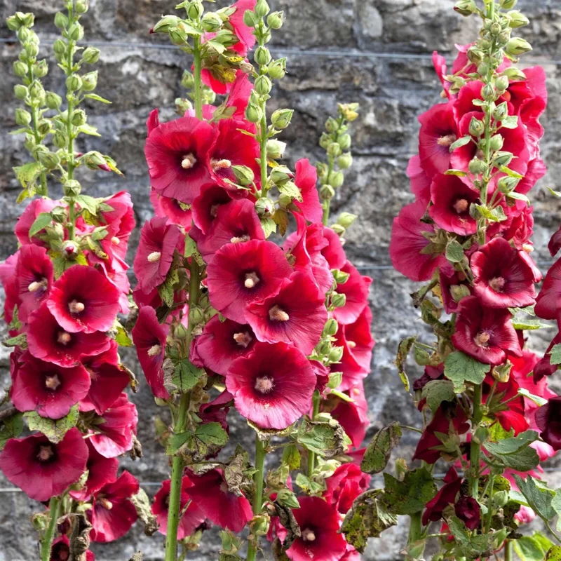 Hollyhock Flower Seeds 30+ Summer Carnival Mix Perennial Outdoor - Image 1