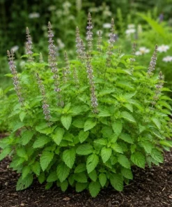 Holy Basil Live Plant (Tulsi) - Aromatic Tropical Herb, 4-6 Inch Tall, Outdoor Garden - Image 2