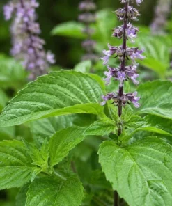 Holy Basil Live Plant (Tulsi) - Aromatic Tropical Herb, 4-6 Inch Tall, Outdoor Garden - Image 3