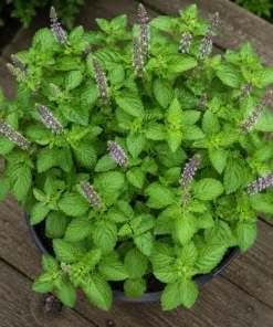 Holy Basil Live Plant (Tulsi) - Aromatic Tropical Herb, 4-6 Inch Tall, Outdoor Garden - Image 4