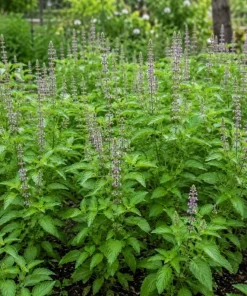 Holy Basil Live Plant (Tulsi) - Aromatic Tropical Herb, 4-6 Inch Tall, Outdoor Garden - Image 5