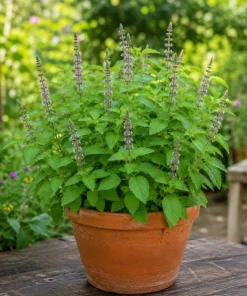 Holy Basil Live Plant (Tulsi) - Aromatic Tropical Herb, 4-6 Inch Tall, Outdoor Garden - Image 6