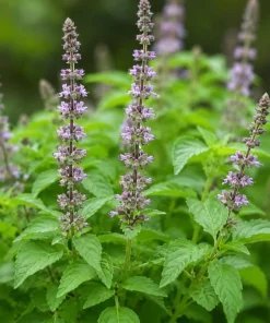 Holy Basil Live Plant (Tulsi) - Aromatic Tropical Herb, 4-6 Inch Tall, Outdoor Garden - Image 7