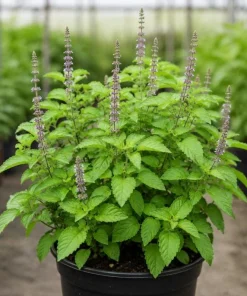 Holy Basil Live Plant (Tulsi) - Aromatic Tropical Herb, 4-6 Inch Tall, Outdoor Garden - Image 8
