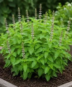 Holy Basil Live Plant (Tulsi) - Aromatic Tropical Herb, 4-6 Inch Tall, Outdoor Garden - Image 9