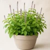 Holy Basil Live Plant (Tulsi) - Aromatic Tropical Herb, 4-6 Inch Tall, Outdoor Garden - Image 1