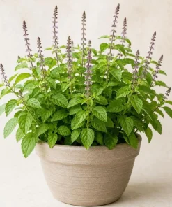 Holy Basil Live Plant (Tulsi) - Aromatic Tropical Herb, 4-6 Inch Tall, Outdoor Garden - Image 1