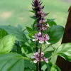 Holy Basil Seeds - Tulsi Herb Seeds for Garden & Tea (100 Seeds) - Image 1