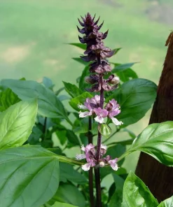 Holy Basil Seeds - Tulsi Herb Seeds for Garden & Tea (100 Seeds) - Image 1