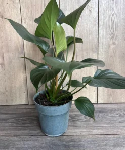 Homalomena Emerald Gem, in 6" iches pot, Hamalomena - Image 2