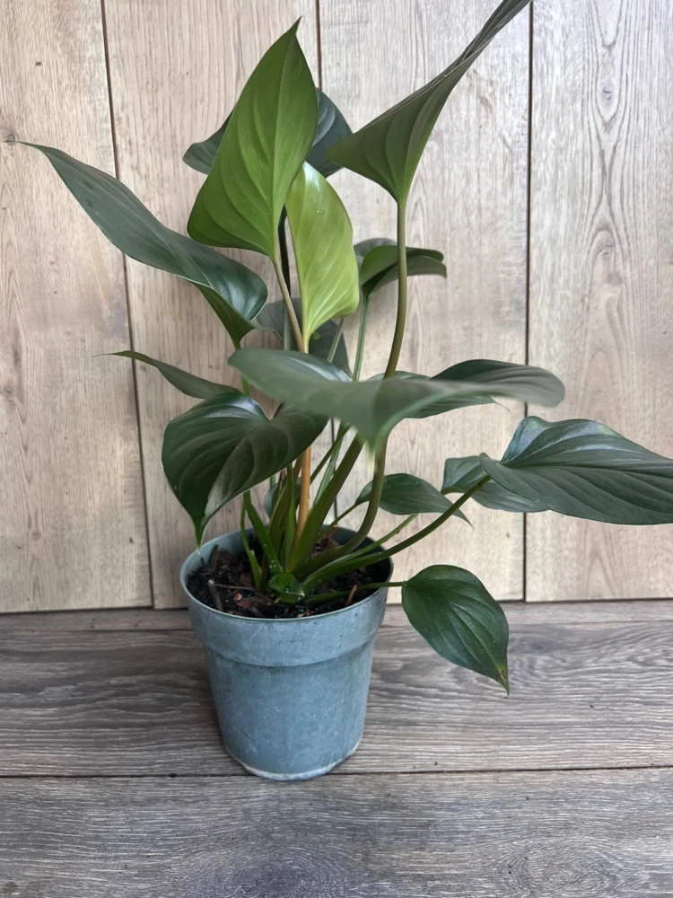 Homalomena Emerald Gem, in 6" iches pot, Hamalomena - Image 2