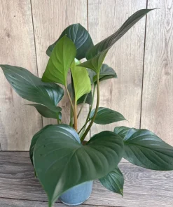 Homalomena Emerald Gem, in 6