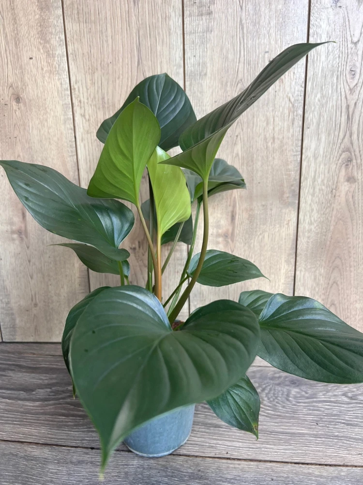 Homalomena Emerald Gem, in 6" iches pot, Hamalomena - Image 3