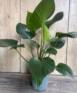 Homalomena Emerald Gem, in 6