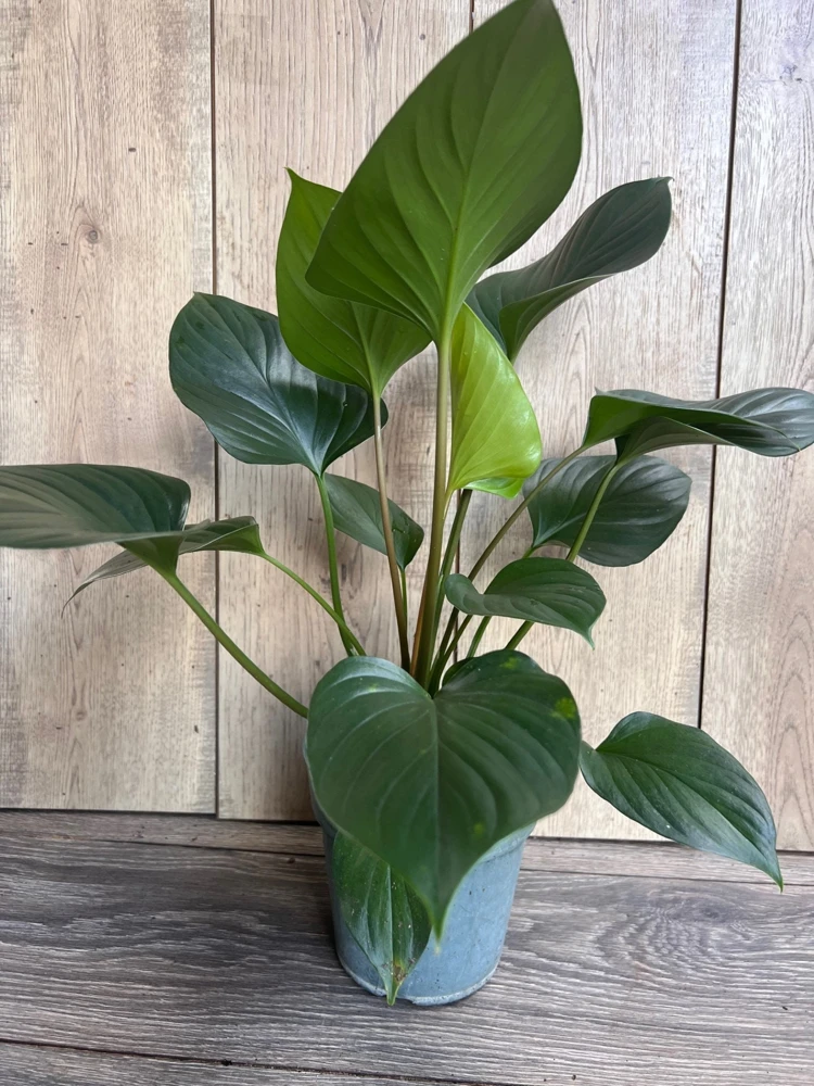 Homalomena Emerald Gem, in 6" iches pot, Hamalomena - Image 4