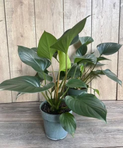 Homalomena Emerald Gem, in 6