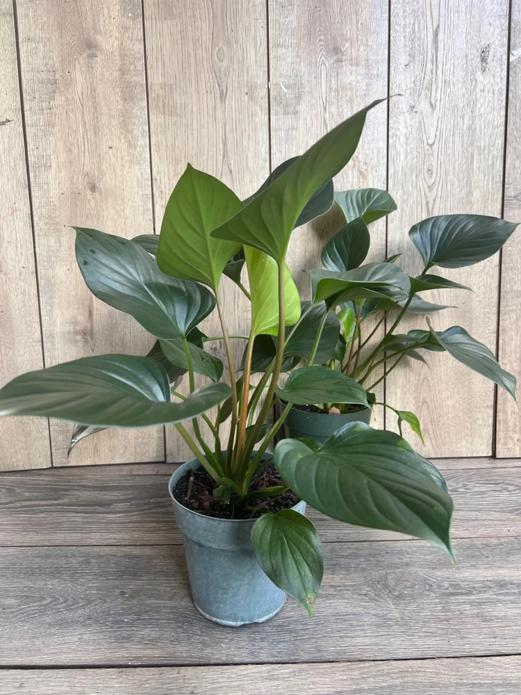 Homalomena Emerald Gem, in 6" iches pot, Hamalomena - Image 5