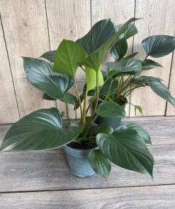 Homalomena Emerald Gem, in 6