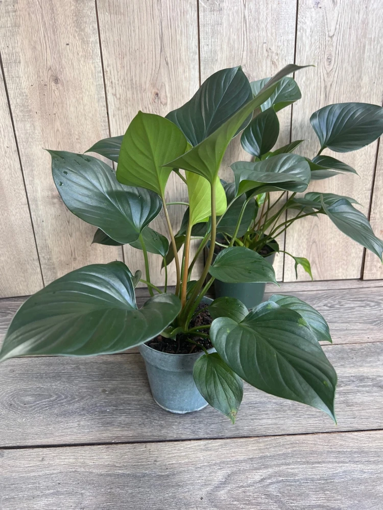 Homalomena Emerald Gem, in 6" iches pot, Hamalomena - Image 6