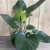 Homalomena Emerald Gem, in 6" iches pot, Hamalomena - Image 1