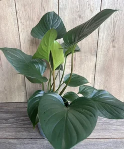 Homalomena Emerald Gem, in 6