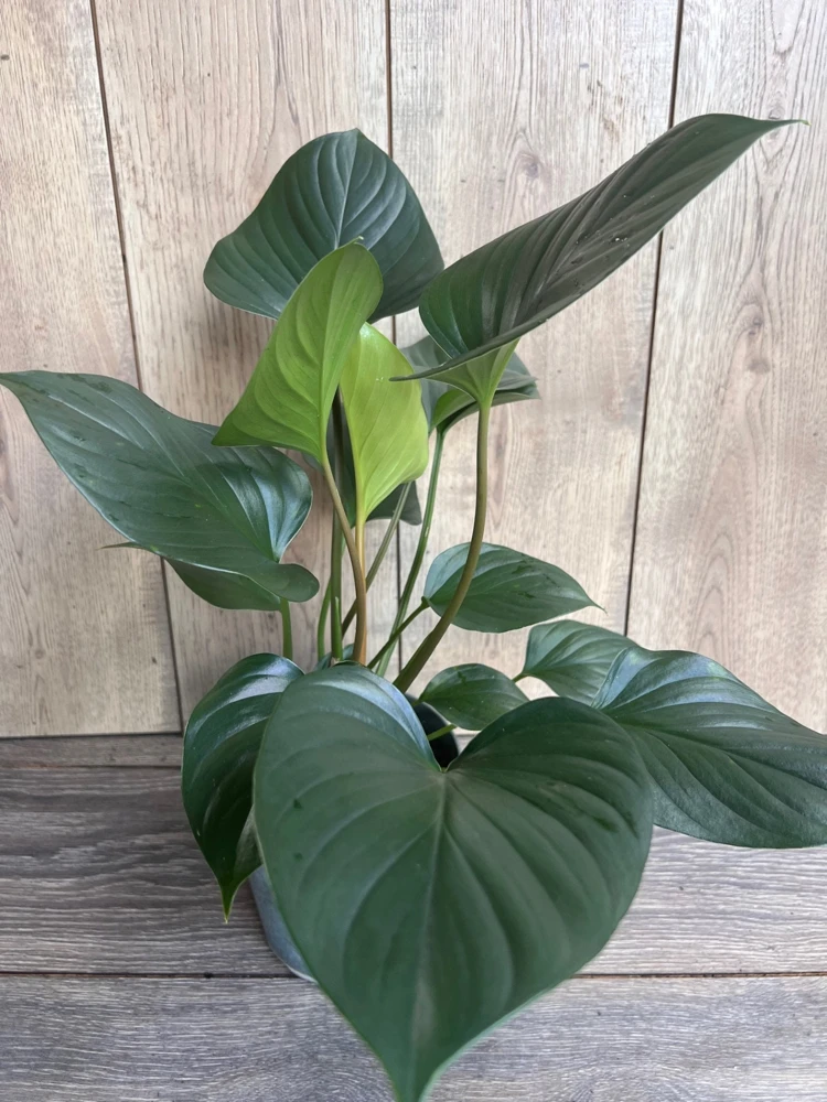 Homalomena Emerald Gem, in 6" iches pot, Hamalomena - Image 1