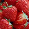 Honeoye Strawberry 10 Bare Root Plants - June-Bearing, Hardy, Zones 3-7 - Image 1