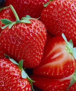 Honeoye Strawberry 10 Bare Root Plants - June-Bearing, Hardy, Zones 3-7 - Image 1