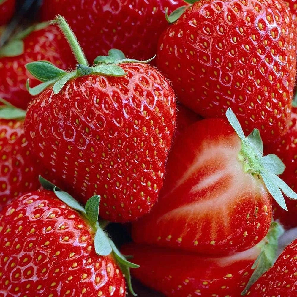 Honeoye Strawberry 50 Bare Root Plants - June-Bearing, Cold Hardy - Image 1