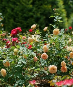Honey-Apricot Edible Rose Live Plant - 4 inch Pot, Fragrant Orange Flowers - Image 2