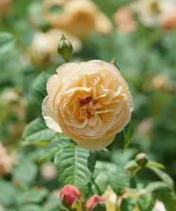Honey-Apricot Edible Rose Live Plant - 4 inch Pot, Fragrant Orange Flowers - Image 3