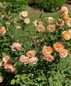 Honey-Apricot Edible Rose Live Plant - 4 inch Pot, Fragrant Orange Flowers - Image 4