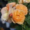 Honey-Apricot Edible Rose Live Plant - 4 inch Pot, Fragrant Orange Flowers - Image 1