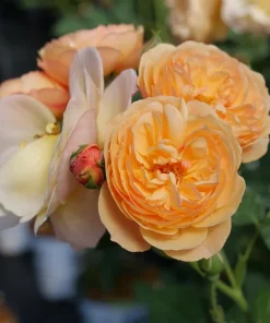 Honey-Apricot Edible Rose Live Plant - 4 inch Pot, Fragrant Orange Flowers - Image 1