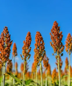Honey Drip Sorghum Seeds - 50 Heirloom Grain & Syrup Vegetable Seeds - Image 2