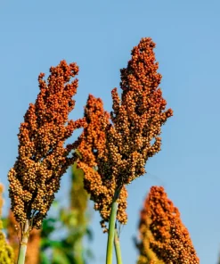 Honey Drip Sorghum Seeds - 50 Heirloom Grain & Syrup Vegetable Seeds - Image 3