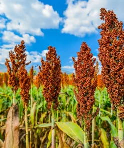 Honey Drip Sorghum Seeds - 50 Heirloom Grain & Syrup Vegetable Seeds - Image 1