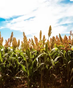 Honey Drip Sorghum Seeds - 50 Heirloom Grain & Syrup Vegetable Seeds - Image 5