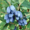 Honeyberry (Haskap) Shrub Live Plant - 6-12" Tall Edible Berry Bush - Image 1