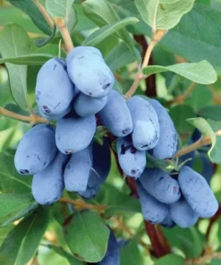 Honeyberry (Haskap) Shrub Live Plant - 6-12