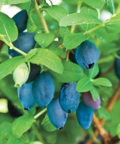 Honeyberry (Haskap) Shrub Live Plant - 6-12
