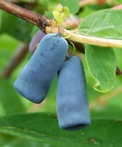 Honeyberry (Haskap) Shrub Live Plant - 6-12