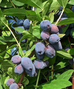 Honeyberry (Haskap) Shrub Live Plant - 6-12
