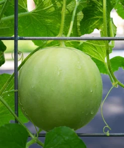 Honeydew Green Flesh Melon Seeds - 150 Seeds - Sweet Cucumis Melo Inodorus - Image 4