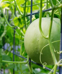 Honeydew Green Flesh Melon Seeds - 150 Seeds - Sweet Cucumis Melo Inodorus - Image 5